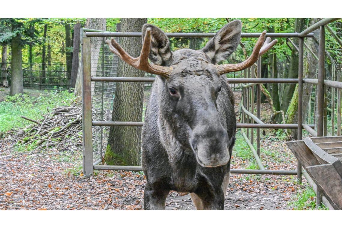 Der tagelang durch den Schwarzwald streunende Elch Erwin könnte zum Besuchermagnet im Wildpark Pforzheim werden. (Archivbild)