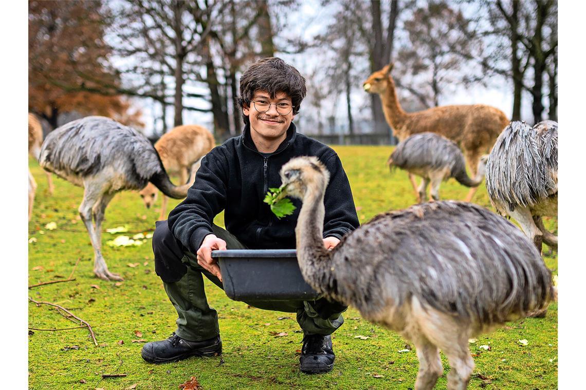 Der Tierpfleger Shai-Jan Eiselen in der Wilhelma umgeben von Nandus und Vikunias auf der Südamerika-Anlage.