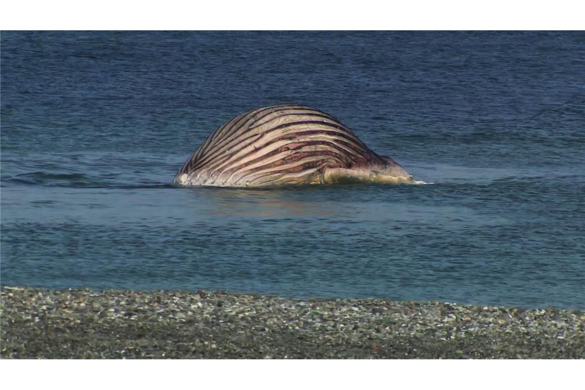 Der tote Buckelwal liegt aufgebläht vor der dänischen Insel Anholt.