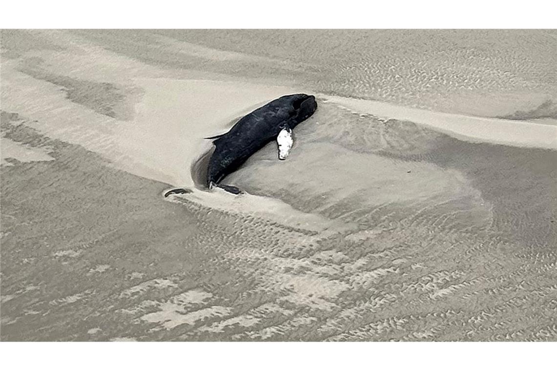 Gestrandeter Buckelwal ist unterernährtes Jungtier Der tote Buckelwal liegt im Sand in einer Senke.