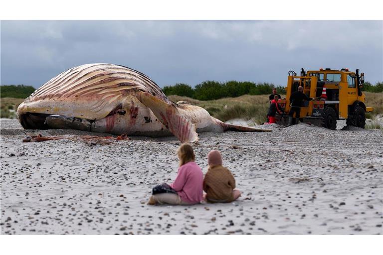 Der tote Wal liegt am Strand der dänischen Insel Anholt, nachdem er aus dem Wasser gezogen wurde.