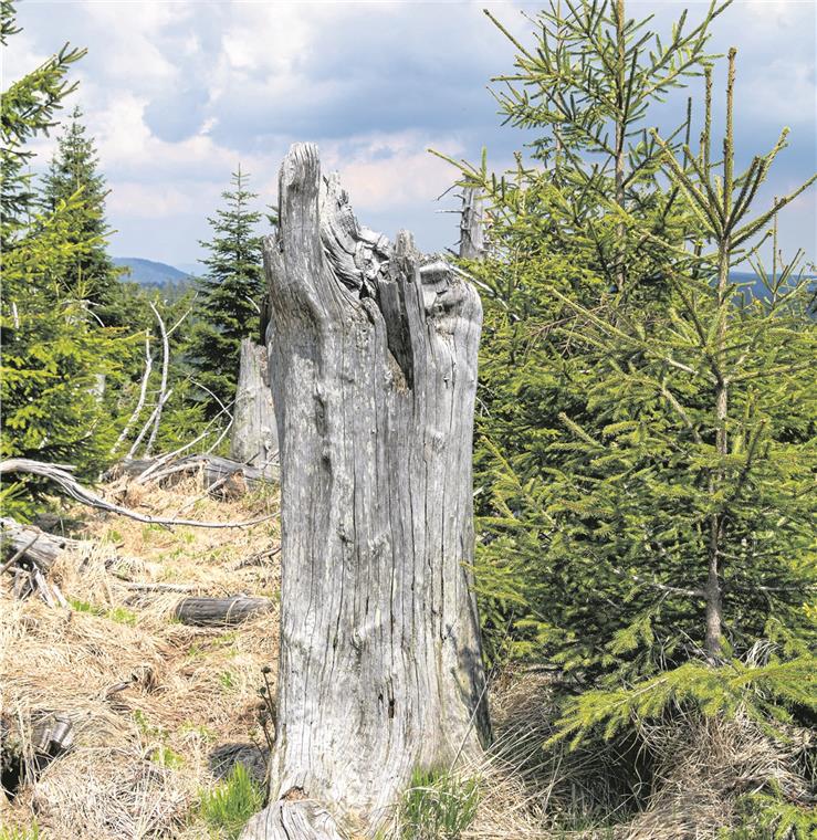 Totholz, Käfer und der Dreizehenspecht Der Totholzanteil ist hoch. Fotos: M. Millenet