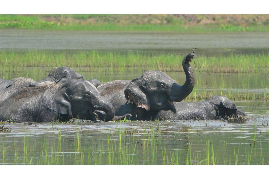 Deutscher Tourist stirbt in Indien nach Elefantenattacke Der Tourist wurde von einem wildlebenden Elefanten in einem Wildreservat angegriffen. (Symbolbild)