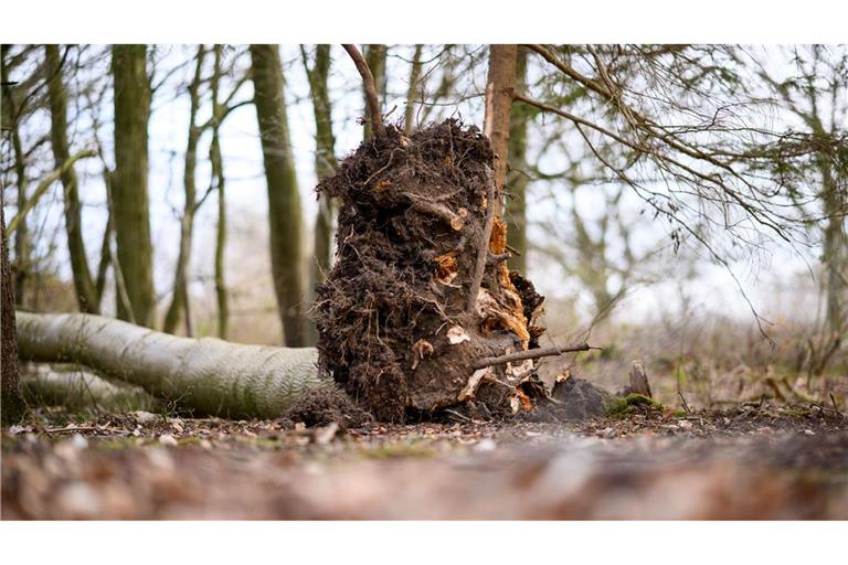 Der umgestürzte Baum im Waldstück südöstlich von Flensburg.