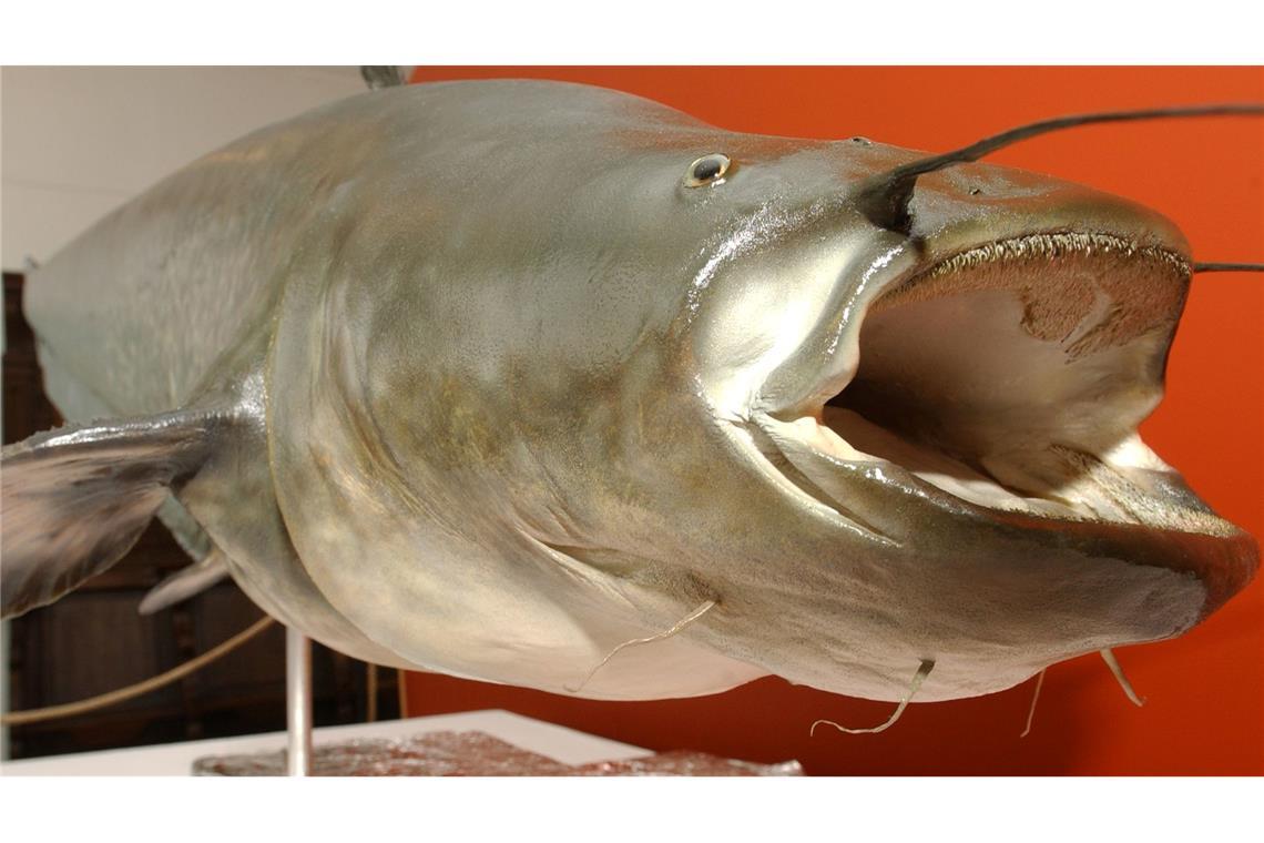 Fünf Badegäste gebissen: Polizist erschießt Zwei-Meter-Fisch Der unter dem Namen "Killerwels Kuno" bekannt gewordene 1,62 Meter lange und 79 Kilogramm schwere präparierte Wels sorgte vor über 20 Jahren in einem Teich in Mönchengladbach für Aufruhr, danach kam er ins Städtische Museum Schloss Rheyd. (Archivbild)