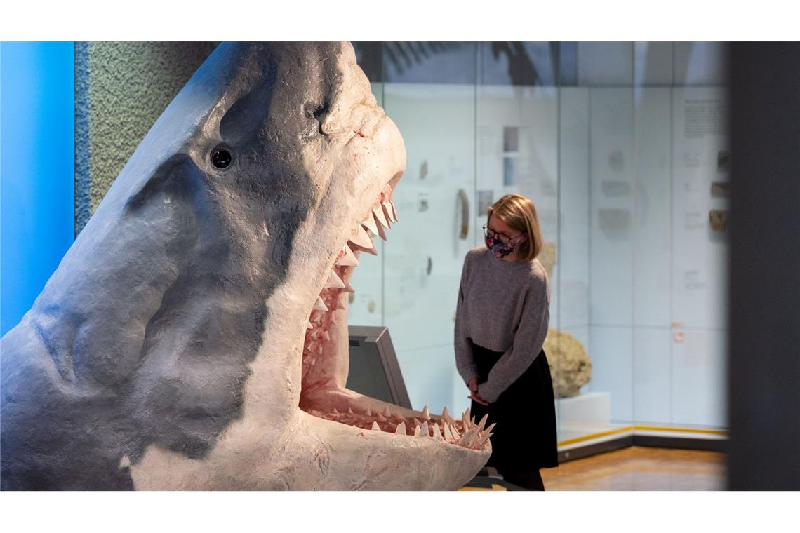 Doch kein Moppelchen: Urzeit-Hai war überraschend schlank Der Urzeit-Hai Megalodon wurde lange als gigantische Version eines Weißen Hais angesehen. (Archivbild)