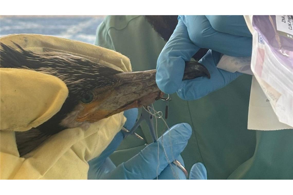 Der Vogel hatte einen für ihn gefährlichen Angelhaken im Schnabel.