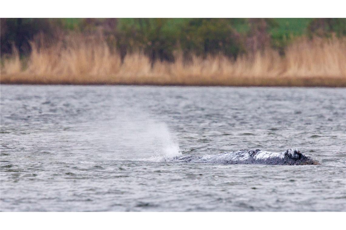 Der vor Poel liegende Buckelwaö bläst Atemluft aus.