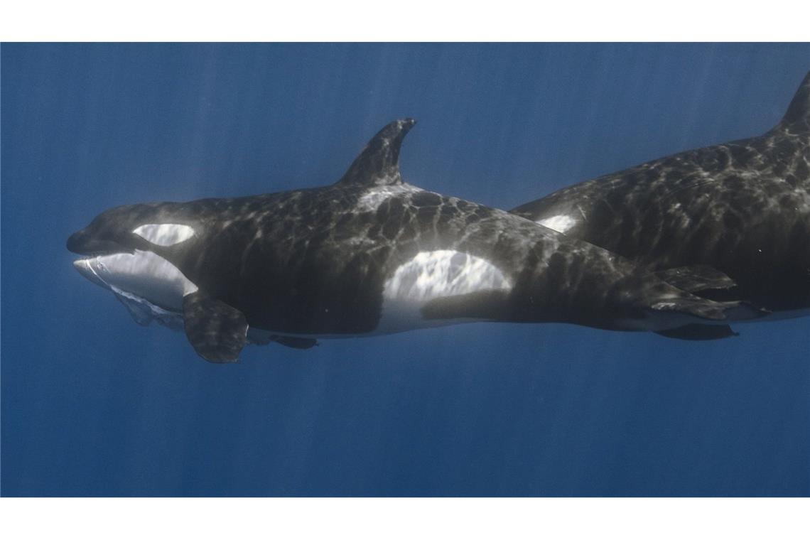 Orca-Gruppe jagt Walhaie in koordinierten Attacken Der vordere Orca hat bereits ein Stück des Walhais im Maul.