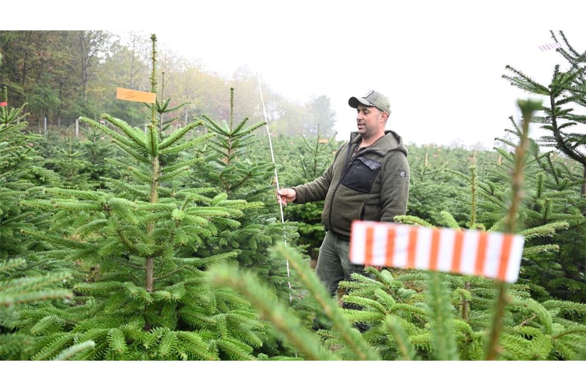Der Vorsitzende des Christbaumverbandes Baden-Württemberg, Sebastian Fertig, steht in einer Anpflanzung von Weihnachtsbäumen in Mudau im Norden Baden-Württembergs.