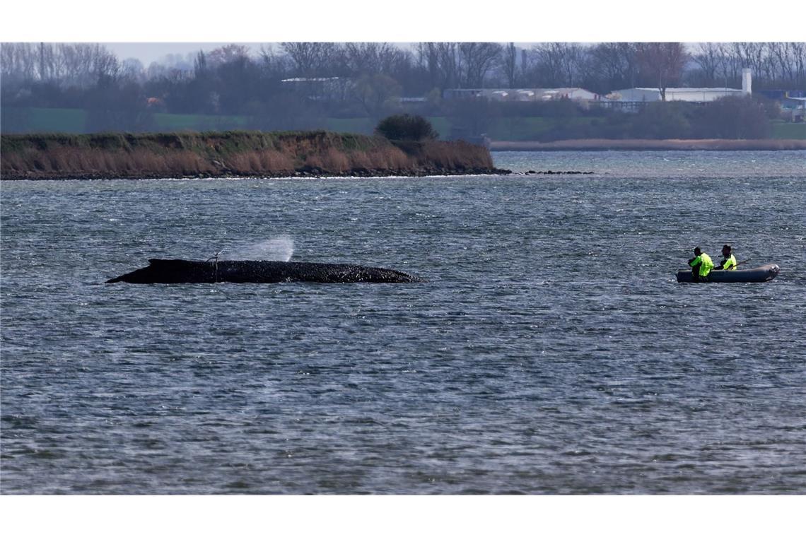 Der Wal atmet noch immer regelmäßig alle zwei bis vier Minuten (Archivbild).