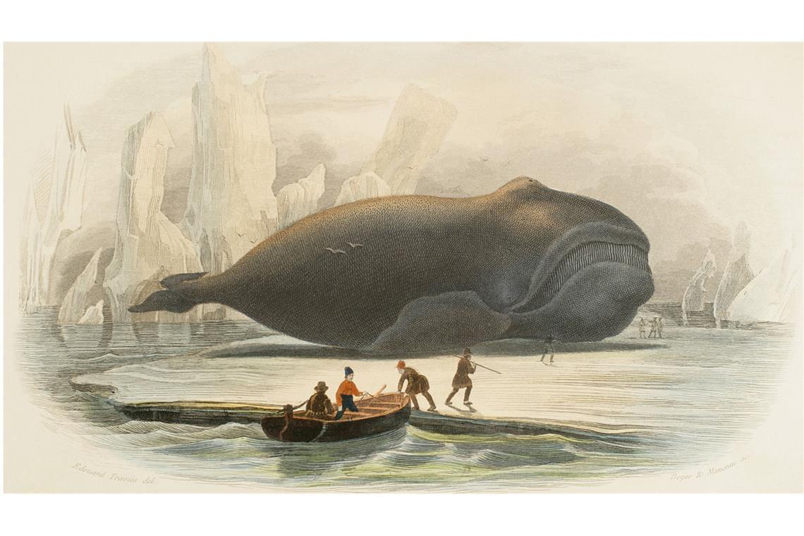 Warum die Lebenserwartung von Walen deutlich unterschätzt wird Der Wal: Chromolithographie (mehrfarbiger Steindruck von Edouard Travies aus dem Jahr 1856.