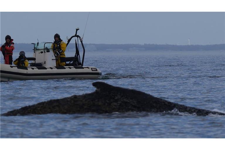 Der Wal ist erneut gestrandet.