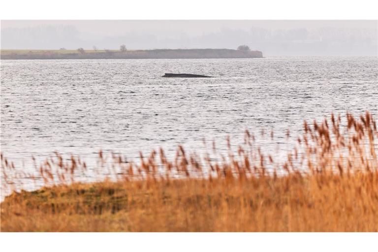 Der Wal liegt auf einer Sandbank vor der Insel Poel.