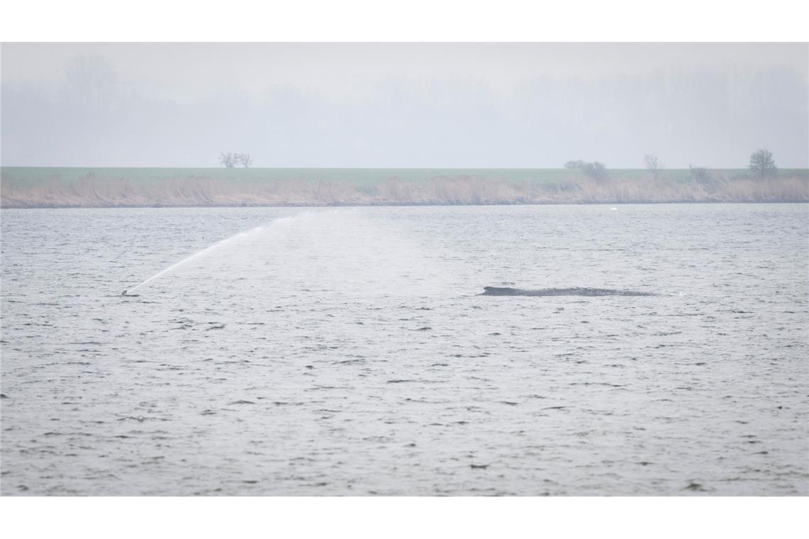 Der Wal liegt seit Tagen vor der Insel Poel. (Archivbild)