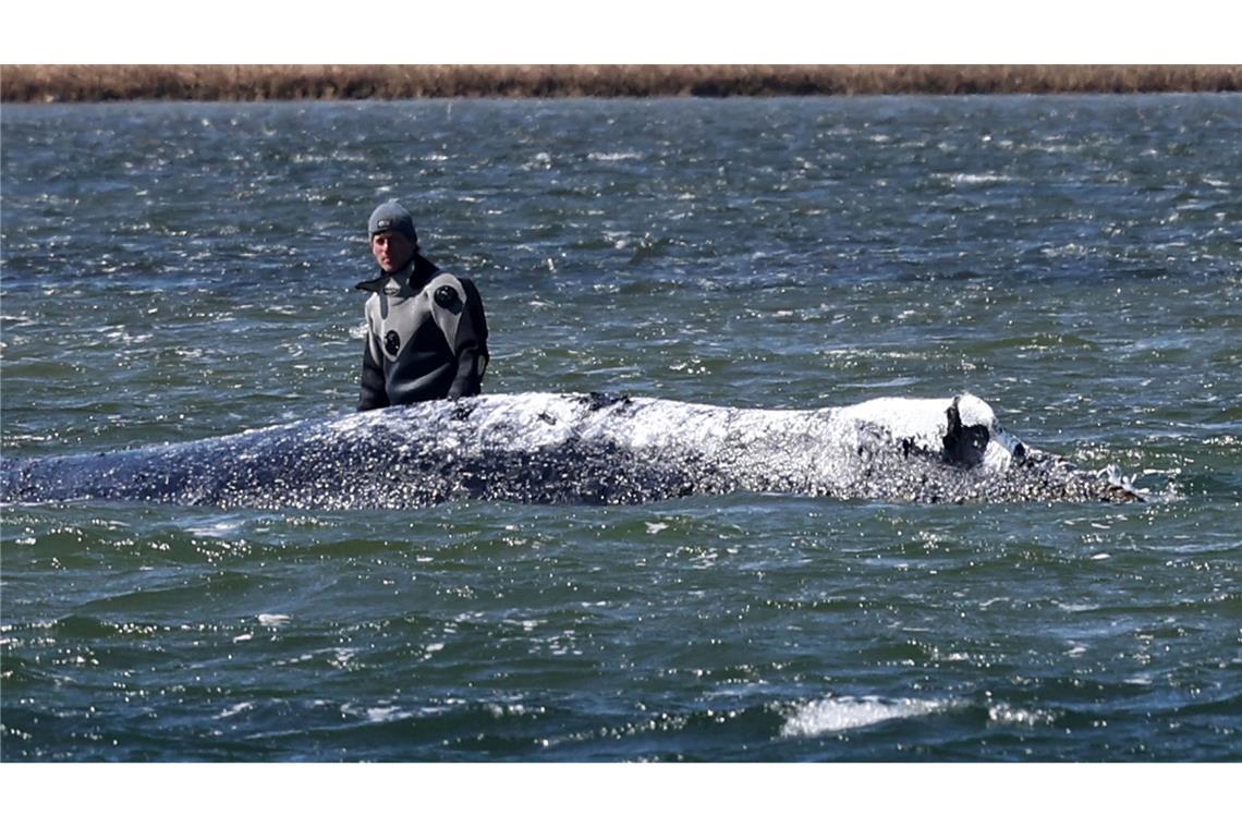 Der Wal sei transportfähig, so Backhaus.