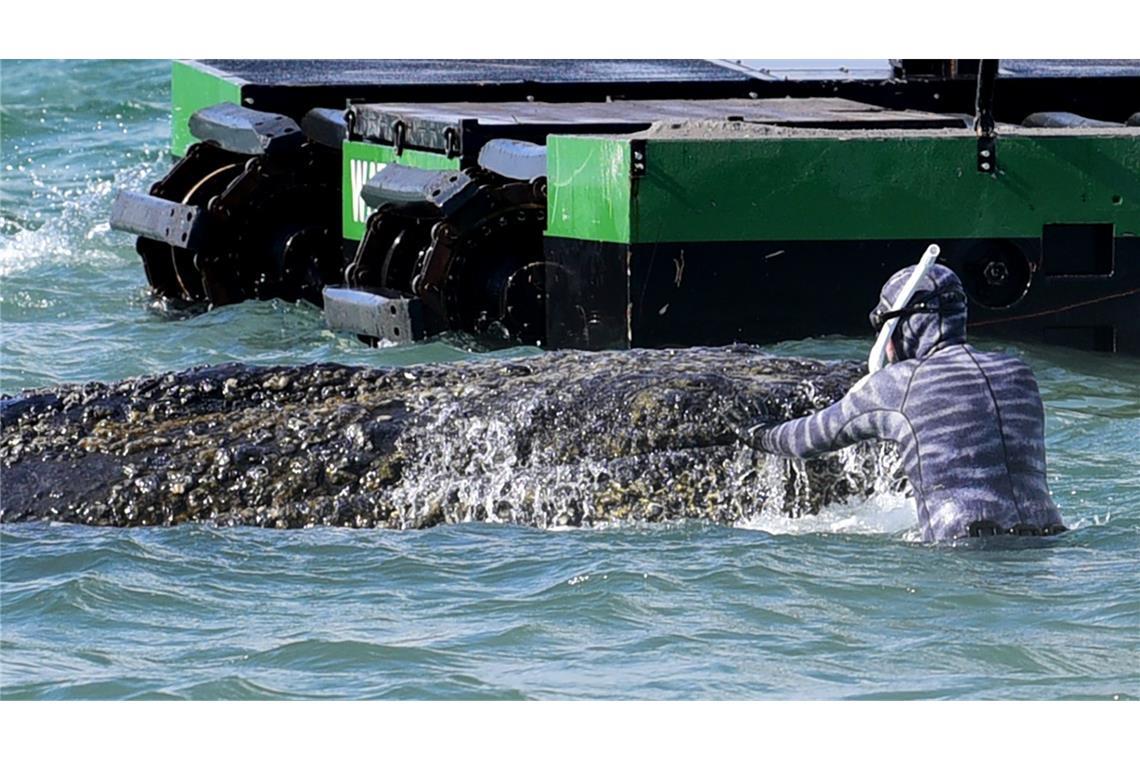 Der Wal sei zeitweise wieder auf dem Weg ins flachere Wasser gewesen.