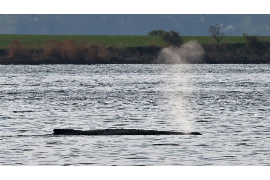 Der Wal selbst bewegt sich dagegen am Samstag deutlich weniger als am Freitag als er plötzlich stark mit seinen Flossen ausschlug.