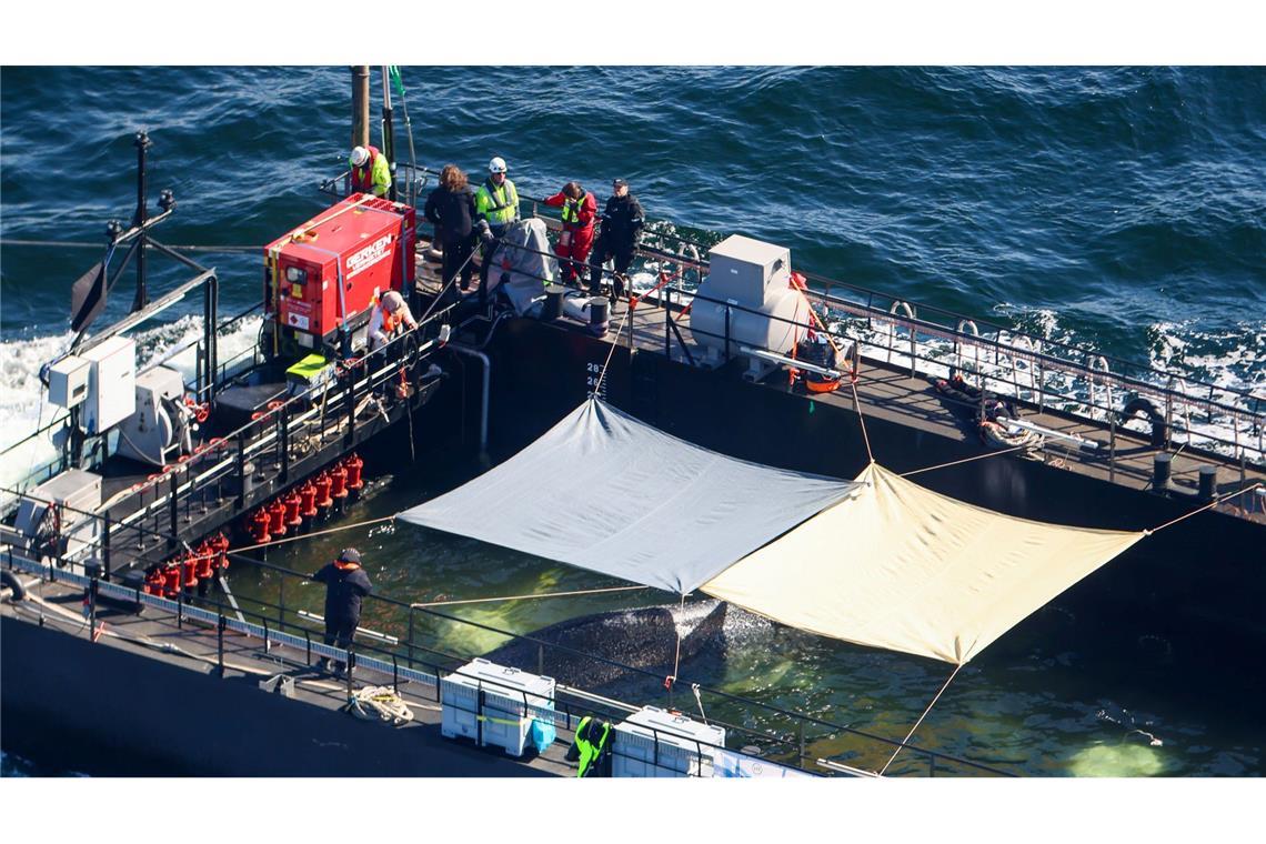 Transportboot mit gestrandetem Wal noch lange nicht am Ziel