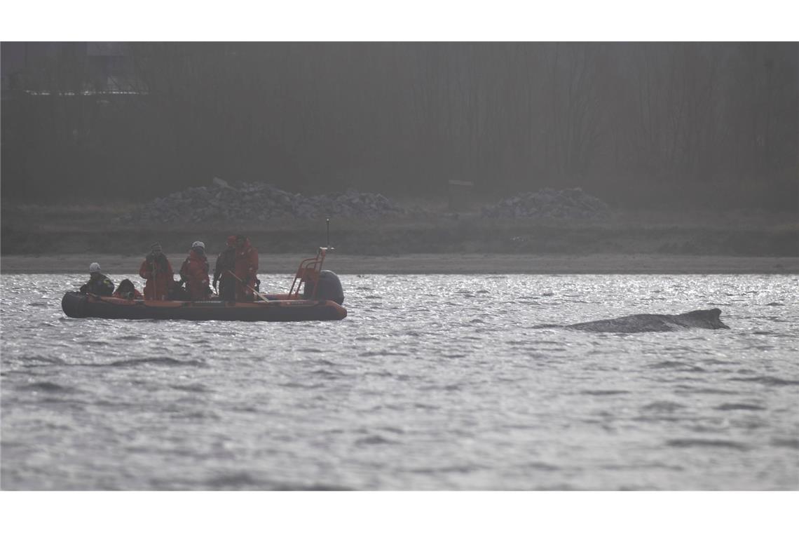 Der Wal soll jetzt in Ruhe gelassen werden - aber schafft er es aus eigener Kraft?