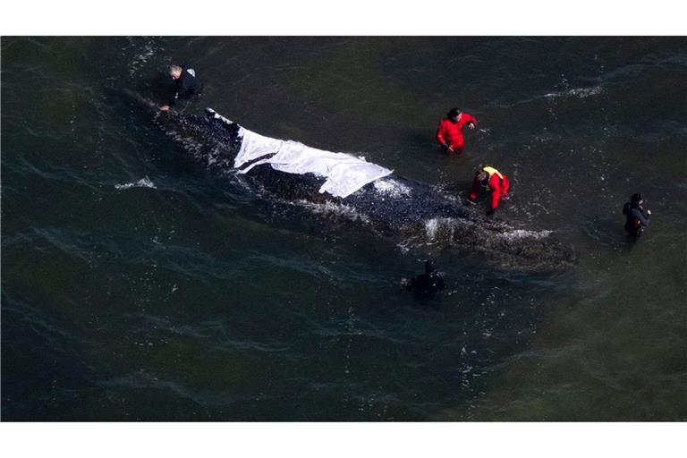 Der Wal steckt bis mindestens Sonntag weiter vor der Insel Poel fest.