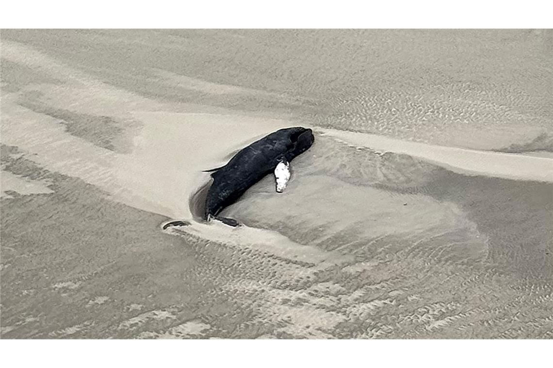 Erneut Wal auf Nordseeinsel gestrandet - schwieriger Zugang Der Wal strandete auf der Wattenmeer-Insel Minsener Oog.