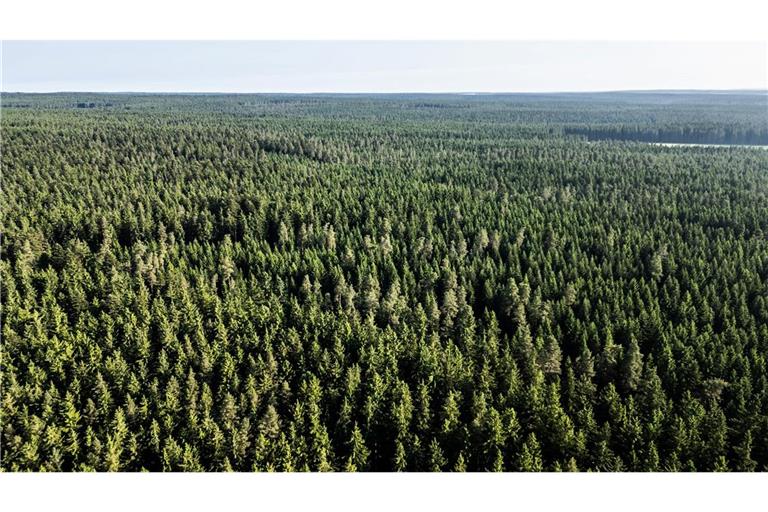 Der Wald in Deutschland bleibt laut einem neuen Bericht unter "Dauerstress". (Archivbild)