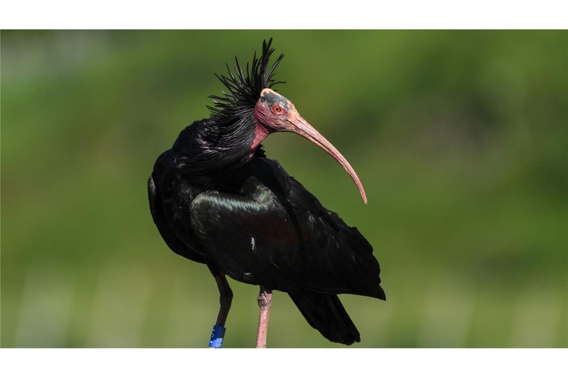 Junge Waldrappe erreichen Spanien - Reise mit Hindernissen Der Waldrapp gilt laut Roter Liste der bedrohten Arten weltweit als stark gefährdet. (Archivbild)