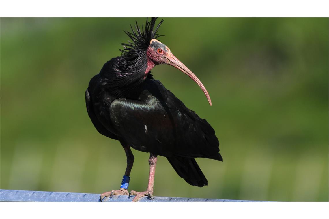 Der Waldrapp zählt zu den seltensten Vögeln der Welt – zwei von ihnen sind Wilderern zum Opfer gefallen (Archivbild).