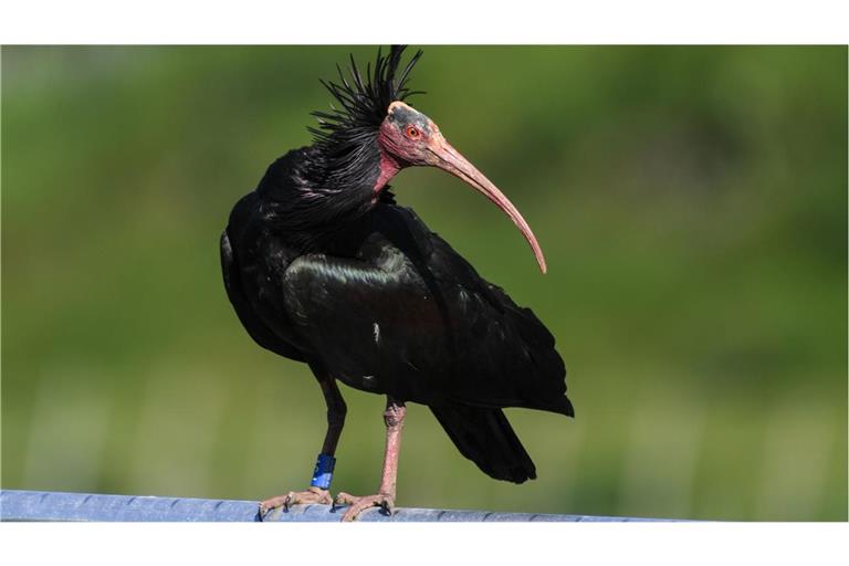Der Waldrapp zählt zu den seltensten Vögeln der Welt – zwei von ihnen sind Wilderern zum Opfer gefallen (Archivbild).