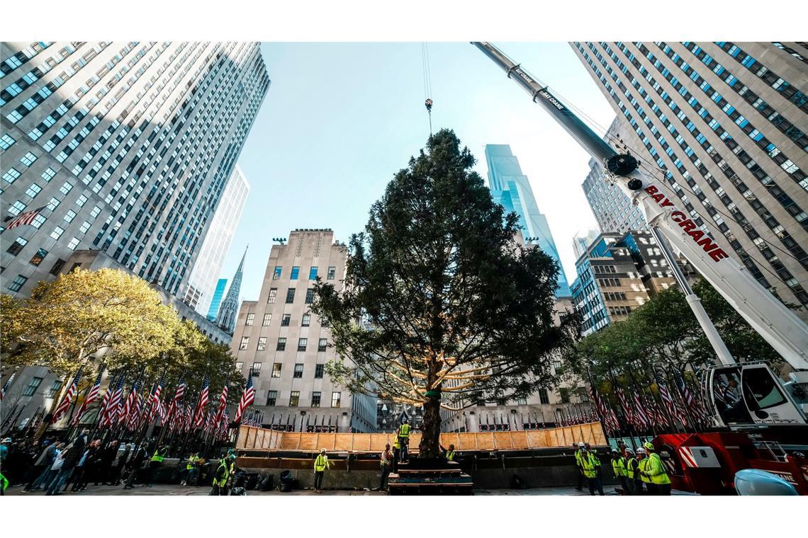 Der Weihnachtsbaum des Rockefeller Centers wird aufgestellt.