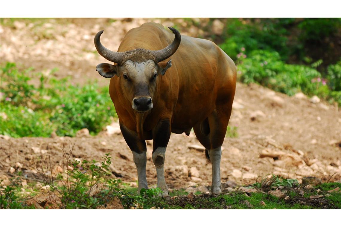 WWF-Bericht: Igeln geht es schlechter, Seeadlern besser Der weltweite Bestand des Banteng schrumpfte in den vergangenen 20 Jahren um mehr als 80 Prozent. (Handout)
