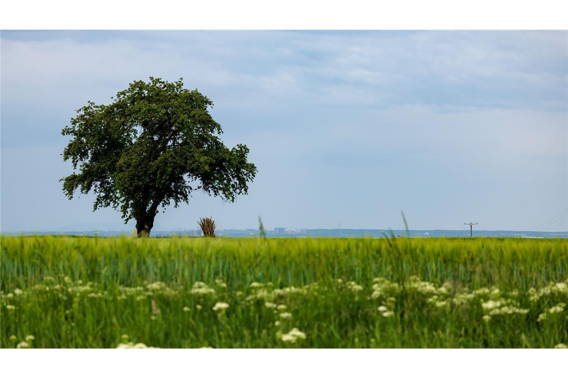 Auf Frühsommer folgt "Frühdusche" Der Wetterumschwung kann Gewitter und Starkregen bringen. (Symbolbild)