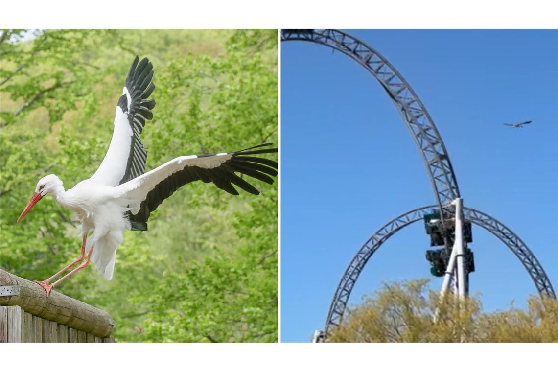 Störche versuchen wieder Nest auf Looping zu bauen  – Peta will Achterbahn-Stopp