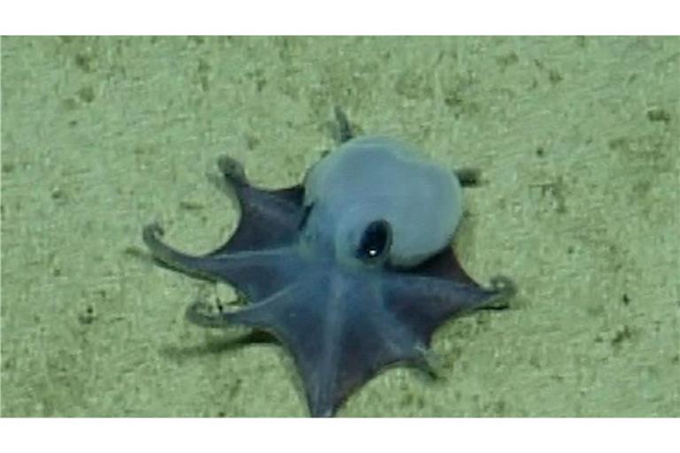 Der winzige blaue Oktopus ist in etwa so groß wie ein Golfball.