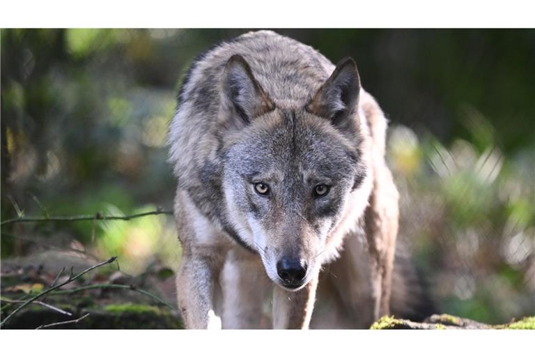 Der Wolf auf der Hornisgrinde darf nach Gerichtsbeschluss erlegt werden (Symbolbild).