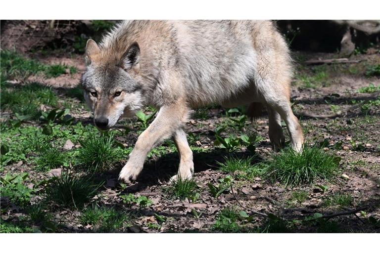 Der Wolf ist zurück in Deutschland - was längst nicht jeden freut. (Archivbild)
