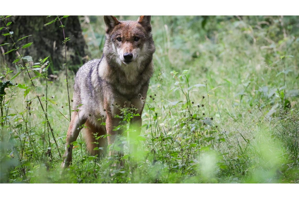 Waldbesitzer und Jäger für Aufnahme des Wolfs ins Jagdrecht Der Wolf soll ins Jagdrecht aufgenommen werden. (Archivbild)