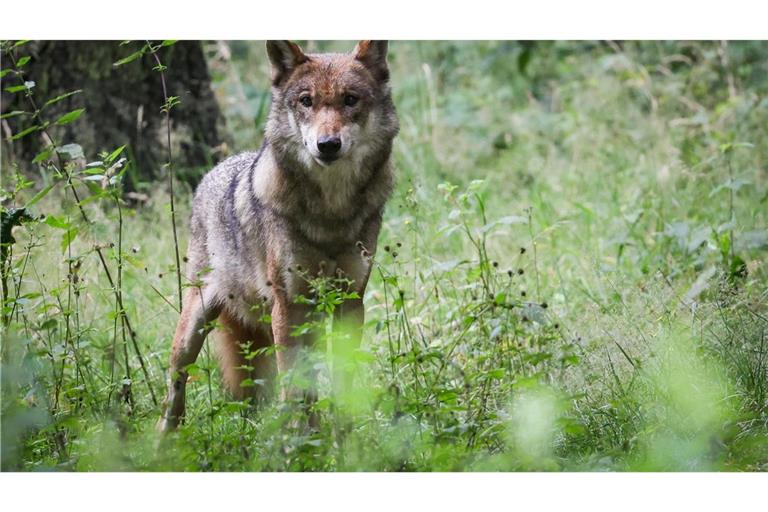 Der Wolf soll ins Jagdrecht aufgenommen werden. (Archivbild)