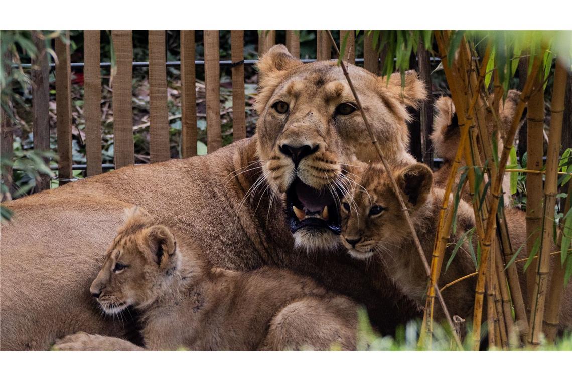 Löwenbabys im Kölner Zoo eingeschläfert Der Wurf von Löwin «Gina» war die erste Löwengeburt im Kölner Zoo seit 20 Jahren.
