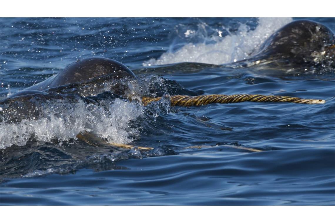 Der Zahn des Narwals ist im Tierreich einzigartig. Denn während andere lange Zähne – etwa die Stosszähne von Elefanten, Walrossen oder auch die Schneidezähne von Bibern – eine Krümmung beschreiben, wächst der männliche Narwalzahn schraubenförmig nach vorne. 