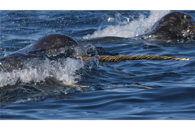 Der Zahn des Narwals ist im Tierreich einzigartig. Denn während andere lange Zähne – etwa die Stosszähne von Elefanten, Walrossen oder auch die Schneidezähne von Bibern – eine Krümmung beschreiben, wächst der männliche Narwalzahn schraubenförmig nach vorne. 