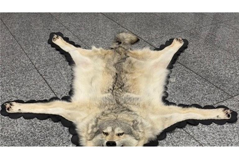 Der Zoll am Frankfurter Flughafen entdeckte ein Wolfsfell im Gepäck eines Reisenden. (Handout)