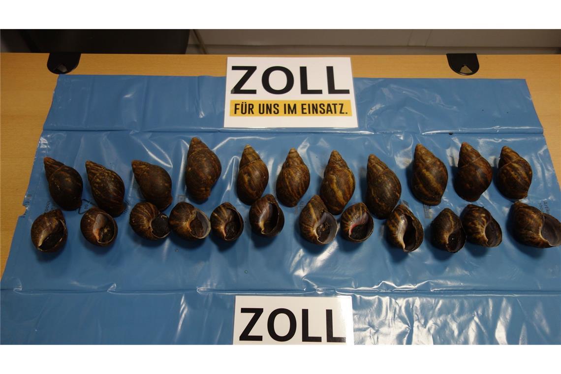 Zoll findet 23 Afrikanische Riesenschnecken in Gepäck Der Zoll hat 23 Afrikanische Riesenschnecken entdeckt.
