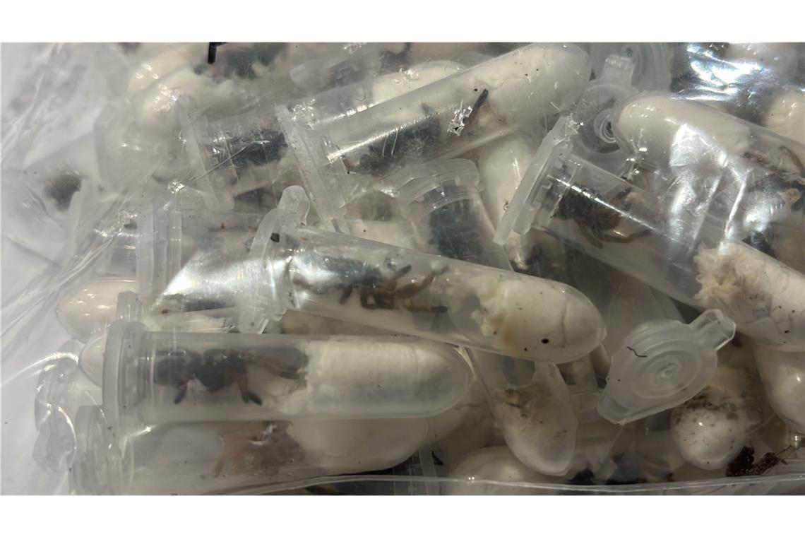 Zoll findet 1.500 Vogelspinnen in angeblicher Keks-Lieferung Der Zoll hat Vogelspinnen gefunden.