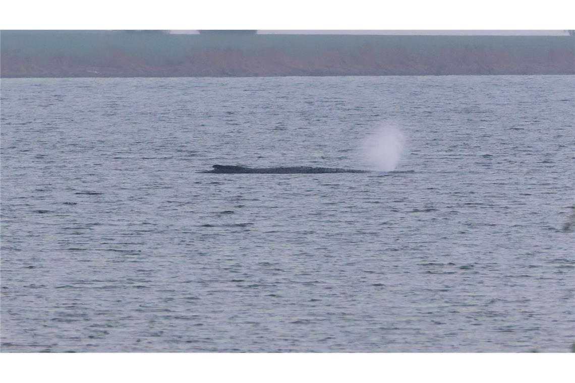Der Zustand des gestrandeten Wals vor der Insel Poel ist unverändert. (Archivbild)