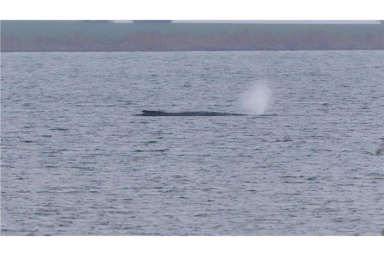 Der Zustand des gestrandeten Wals vor der Insel Poel ist unverändert. (Archivbild)
