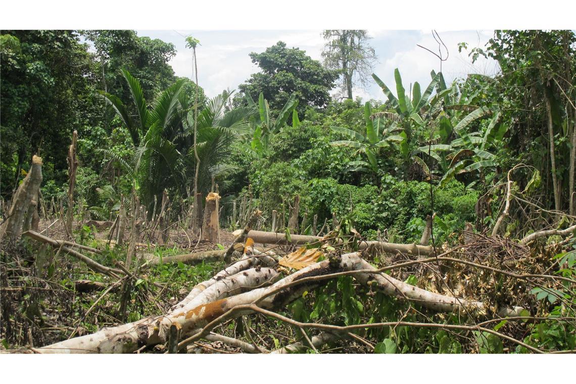 Der Zyklon "Maila" hat Teile von Papua-Neuguinea mit voller Wucht getroffen. (Symbolbild)