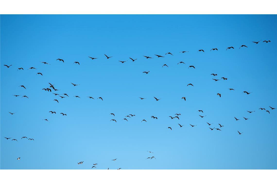 Erstmals Mensch in USA nach Vogelgrippe-Infektion gestorben Derzeit grassiert die größte je dokumentierte Vogelgrippewelle. (Symbolbild)