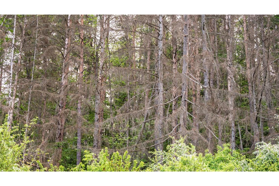 Wald im Südwesten leicht erholt, aber weiter stark geschädigt Details zum Zustand hat das Land Baden-Württemberg nun wieder im Waldzustandsbericht (Symbolbild).
